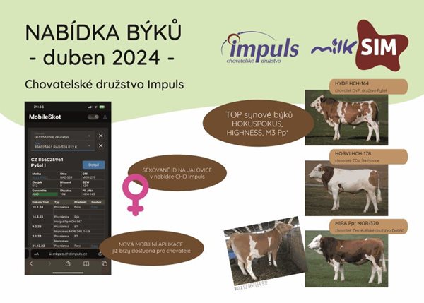 Nabídka býků - duben 2024