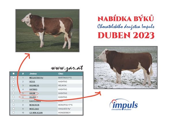 Nabídka býků - duben 2023
