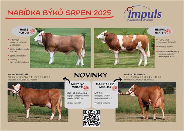Nabídka býků - srpen 2025
