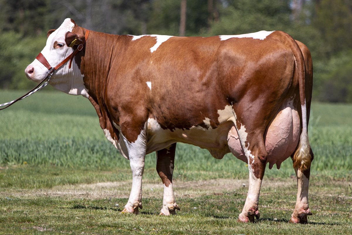 MERIDIUS Pp* - dcera