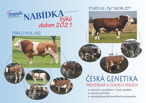 Nabídka býků - duben 2021