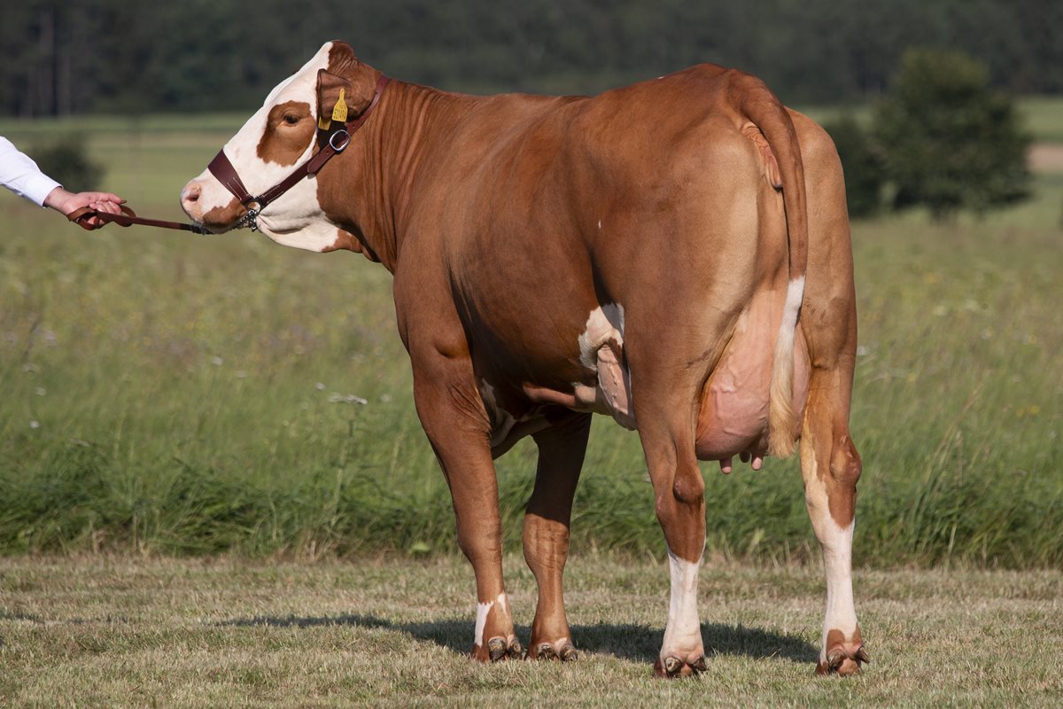 MAJESTAR Pp* - dcera